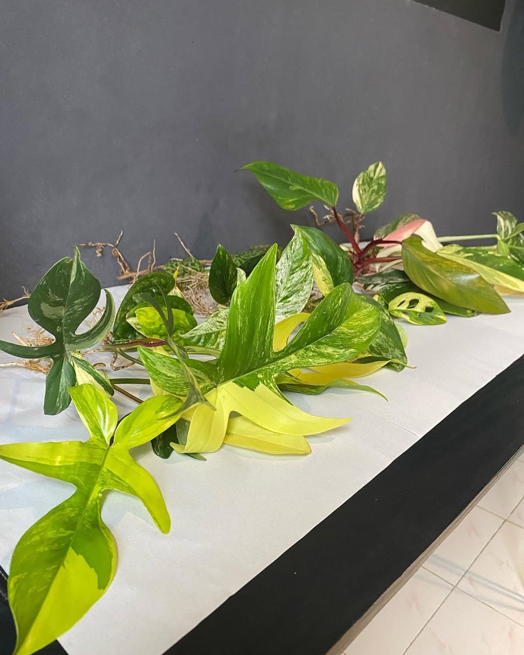 export plants process