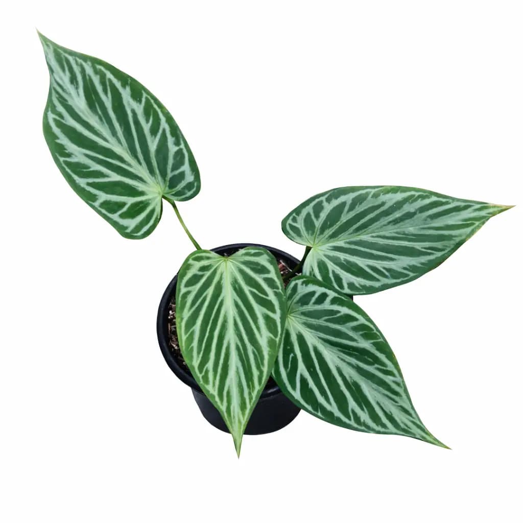 Anthurium Silver Butterfly