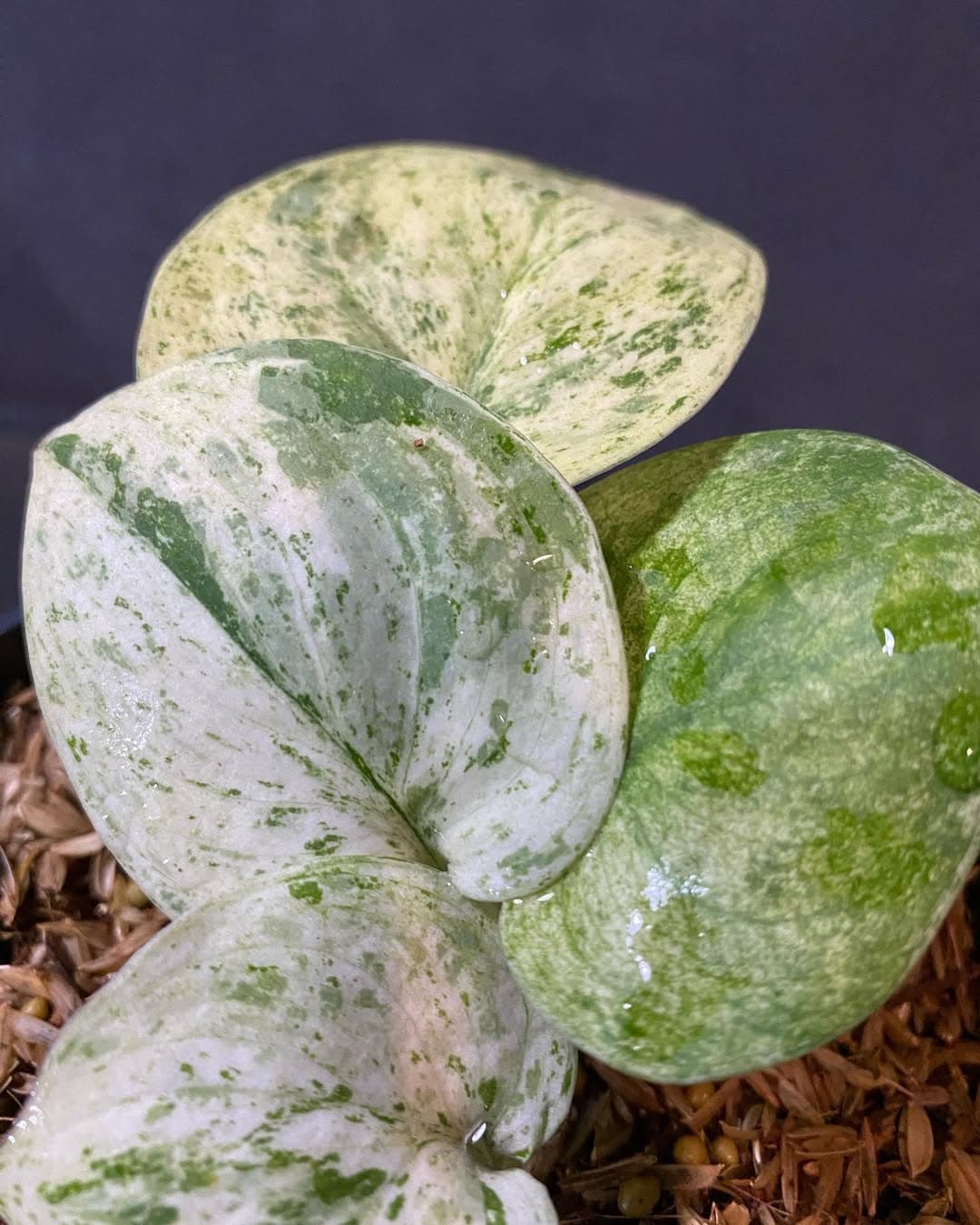 Scindapsus Jade Satin Marble Queen