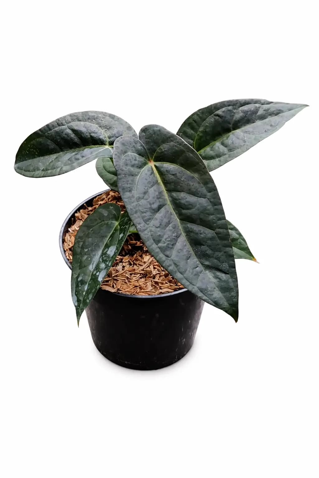 Anthurium AOS X (Papi x Chamberlain)