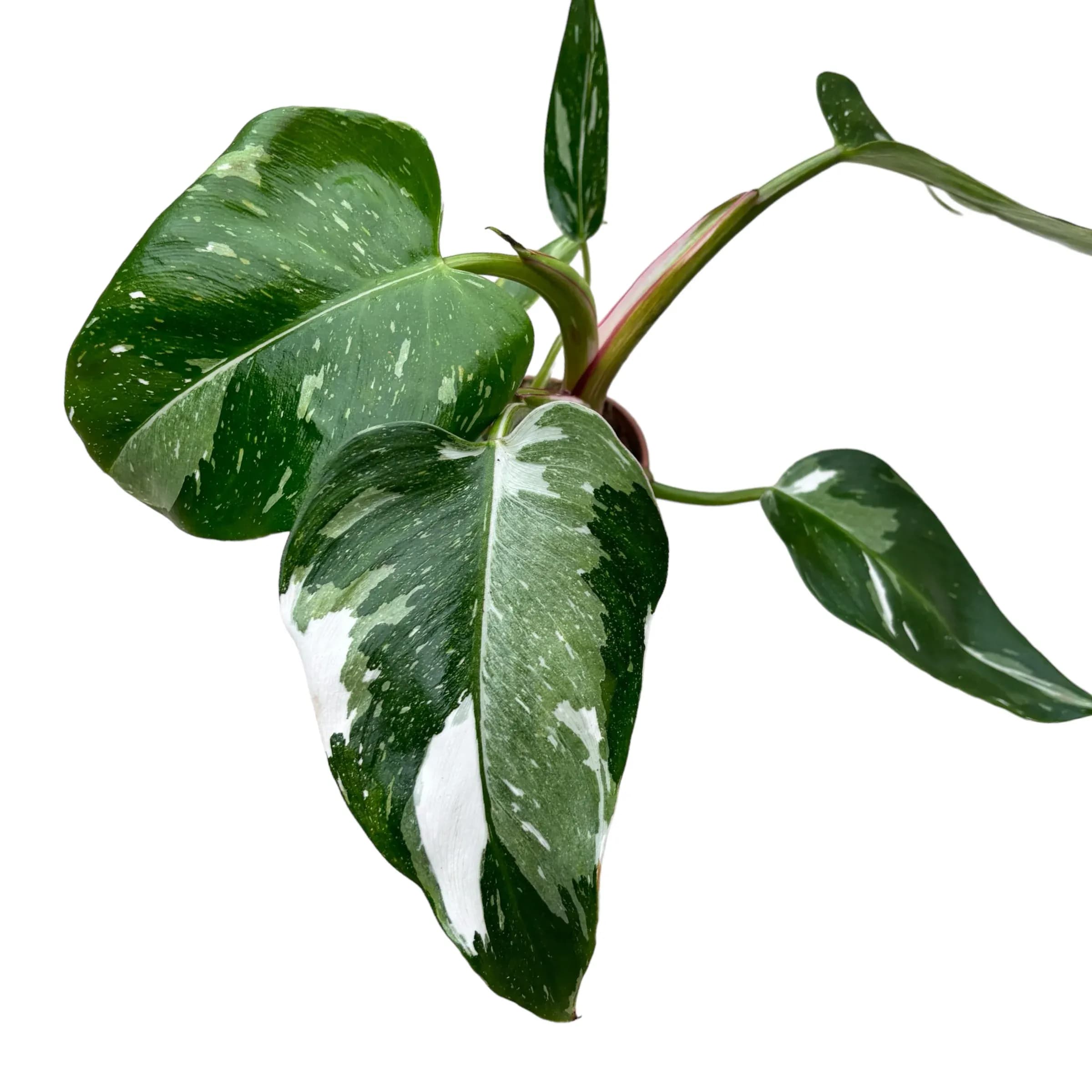 Philodendron White Princess