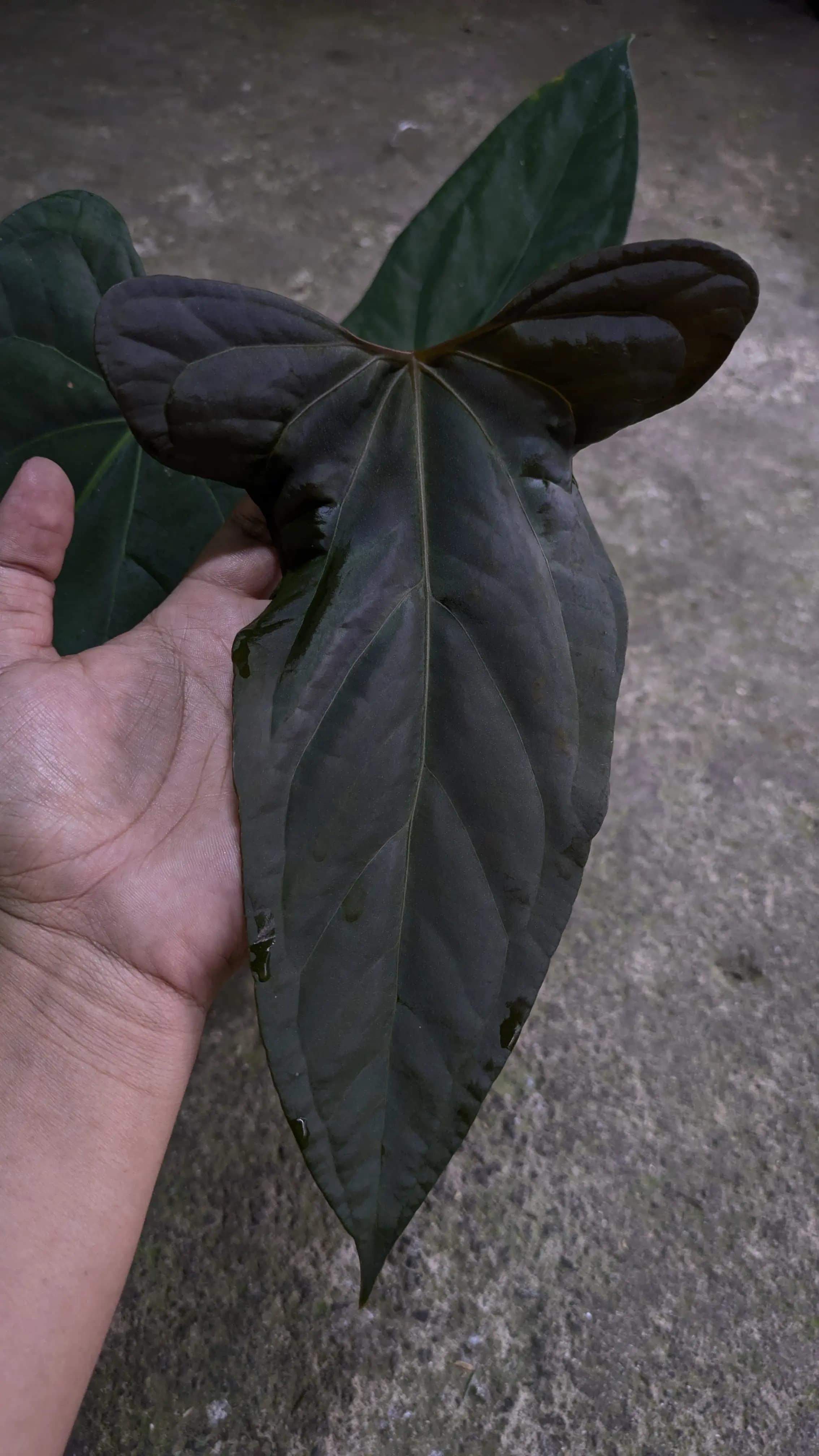 Anthurium SP. Nov