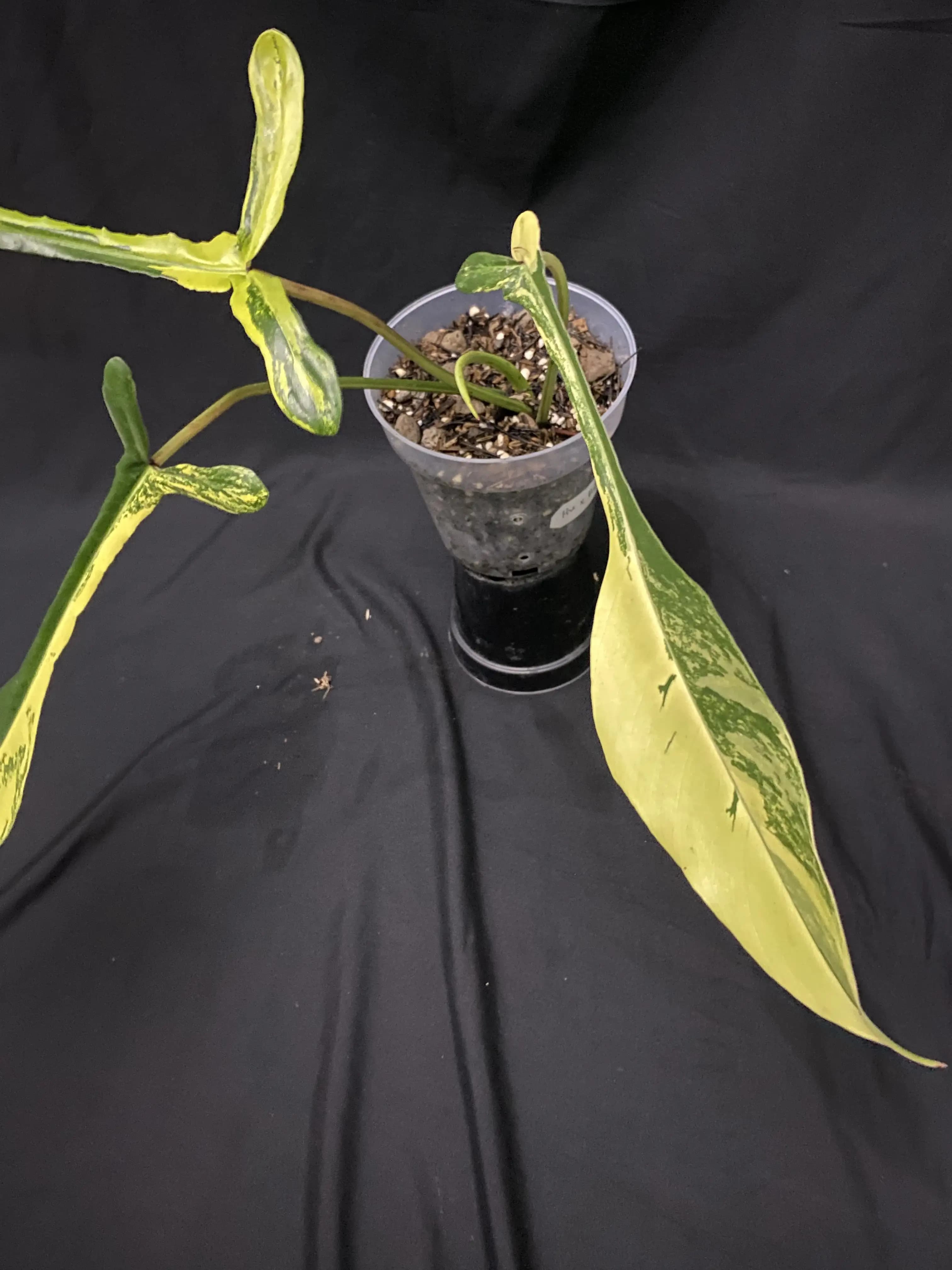 Philodendron Joepii Variegated thumbnail 4