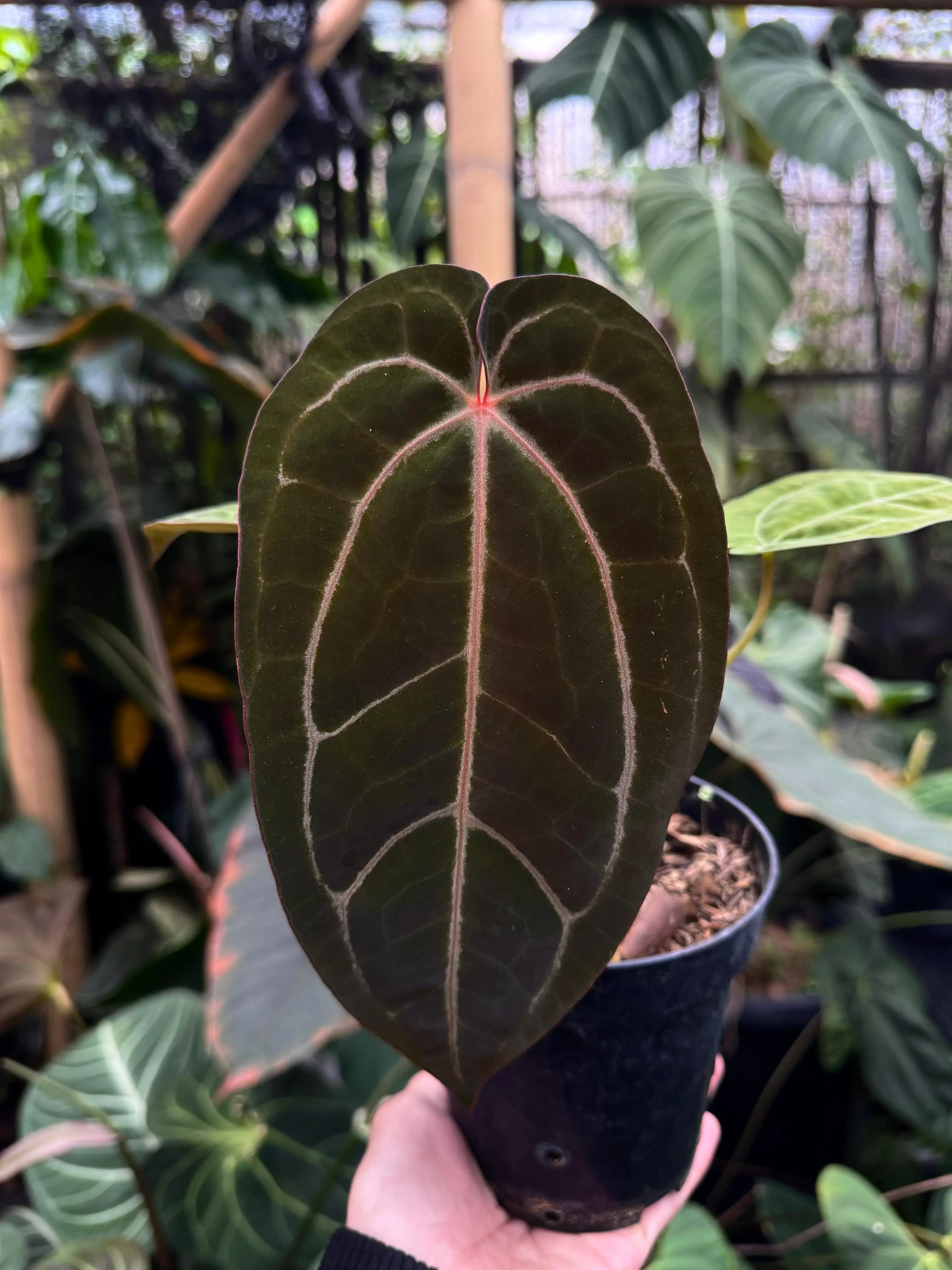 Anthurium Goliath x Zara Michelle