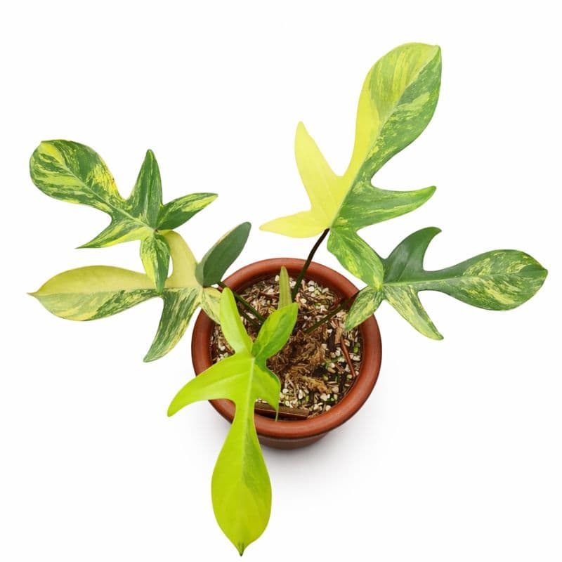 Philodendron Florida Beauty variegated