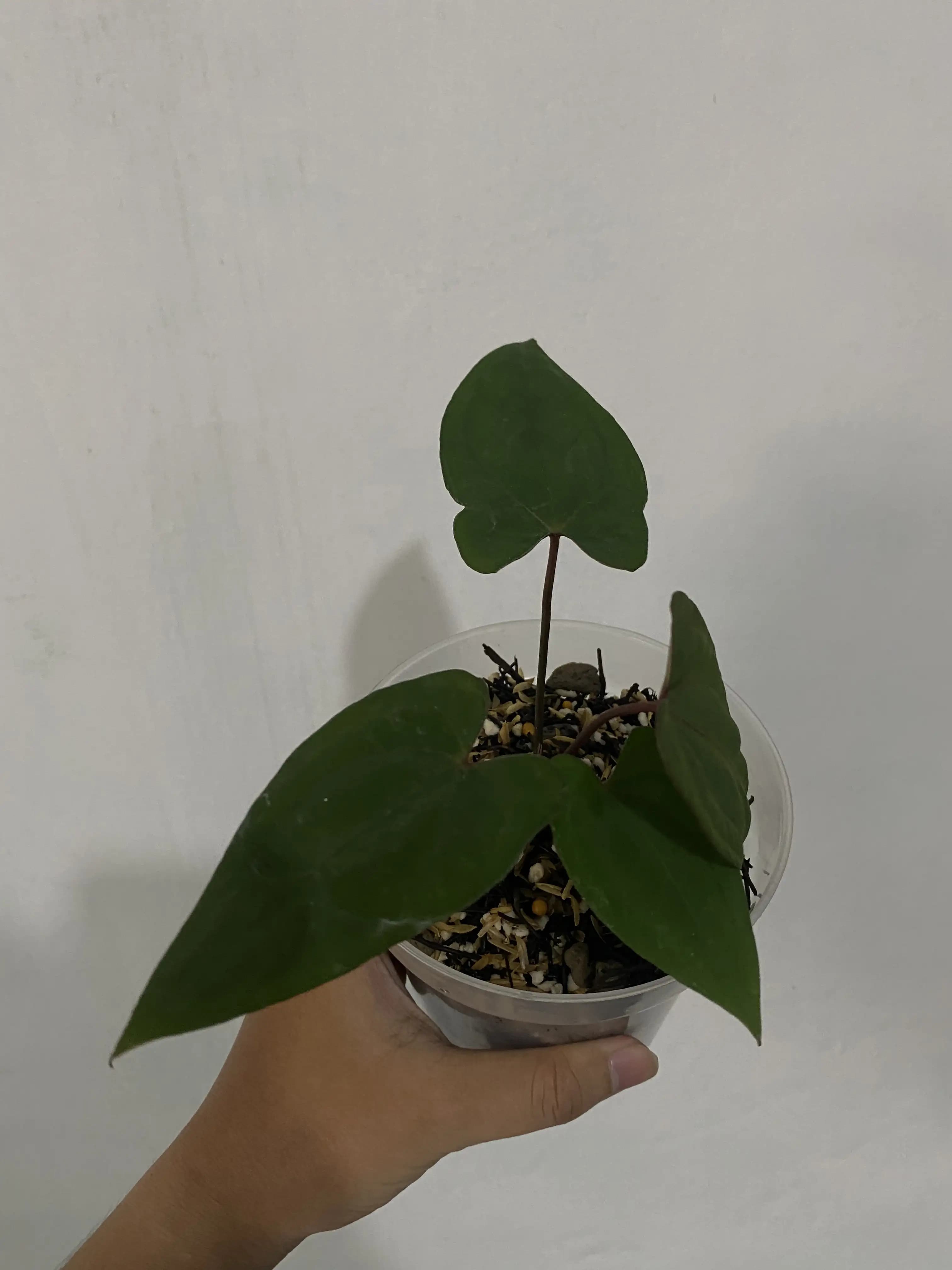 Anthurium Red Vein Dark Phoenix (RVDP) thumbnail 3