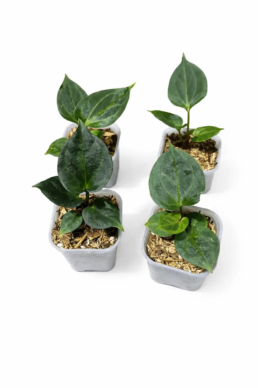 Anthurium King of Spades (small)
