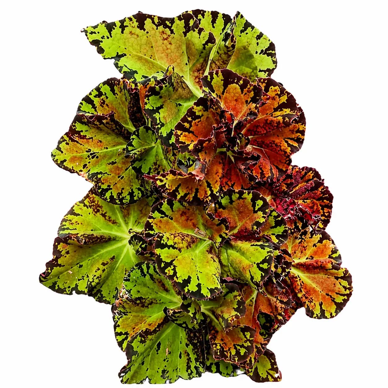 Begonia Sultan Brunei