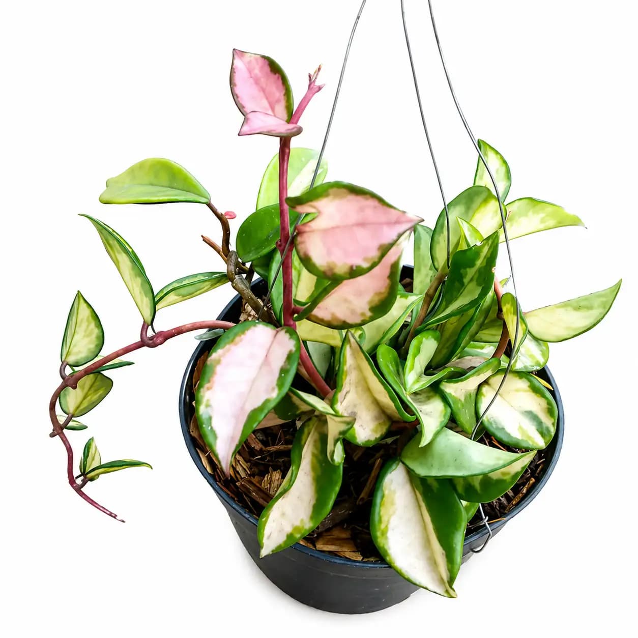 Hoya Carnosa Krimson Queen