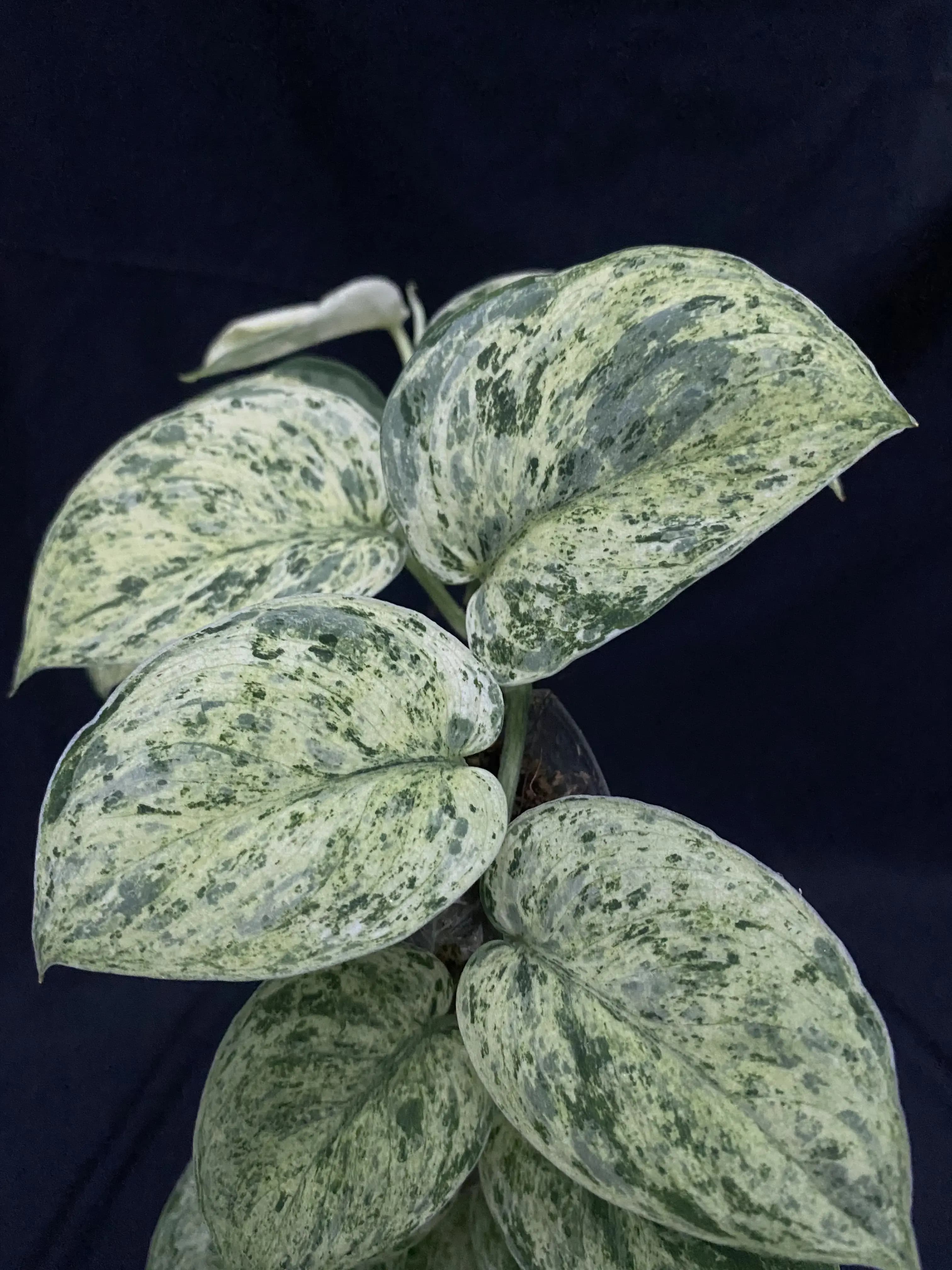 Scindapsus Cream Brule thumbnail 2