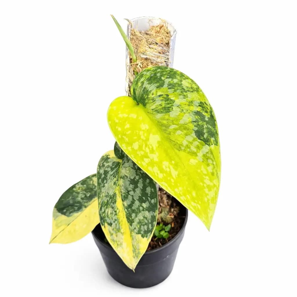 Scindapsus Andalas Variegated