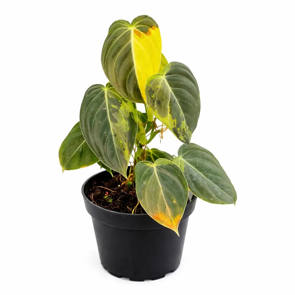 Philodendron Melanocrhysum Variegated