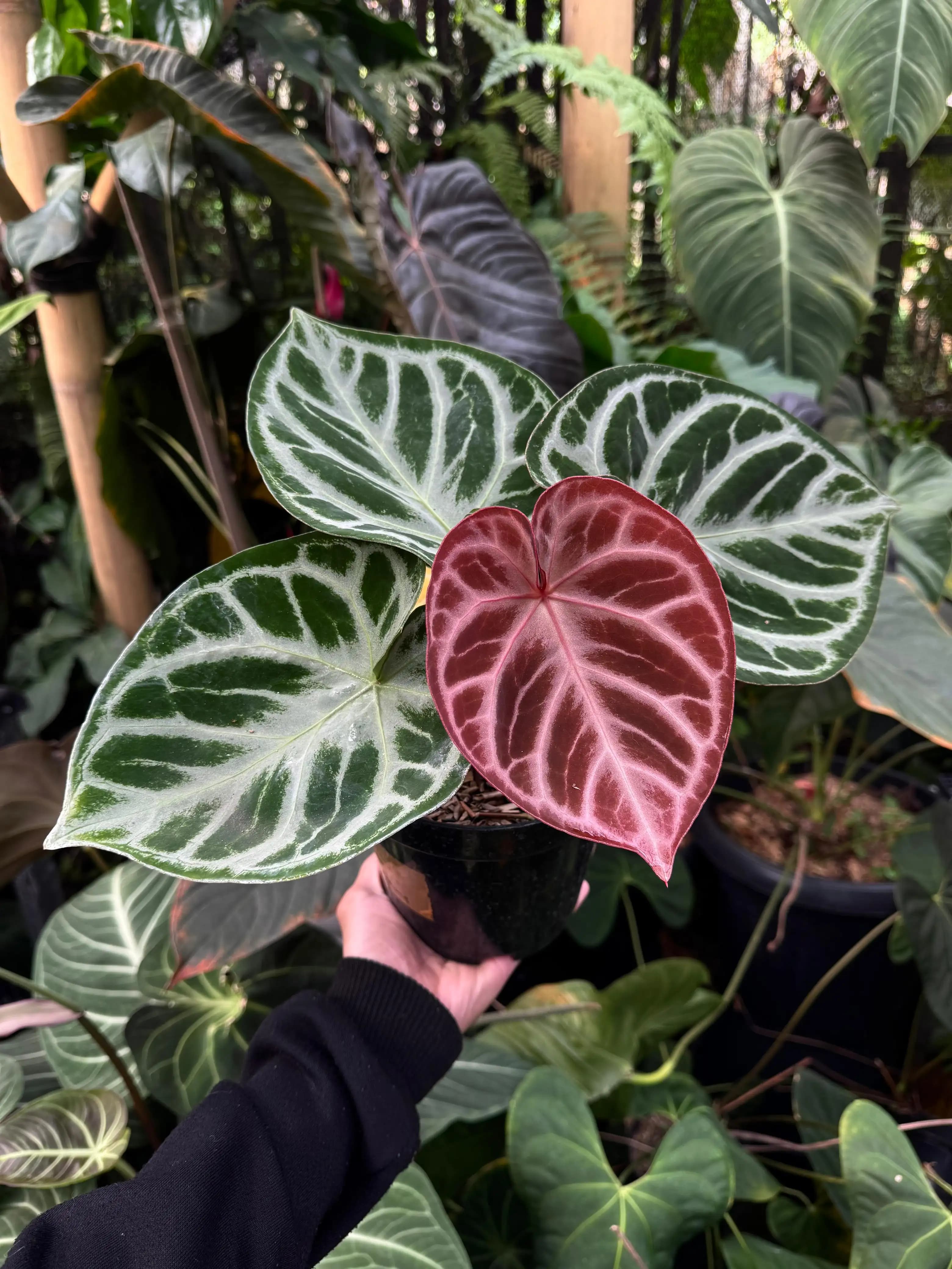 Anthurium (Dorayaki x RC) X Angel Dream