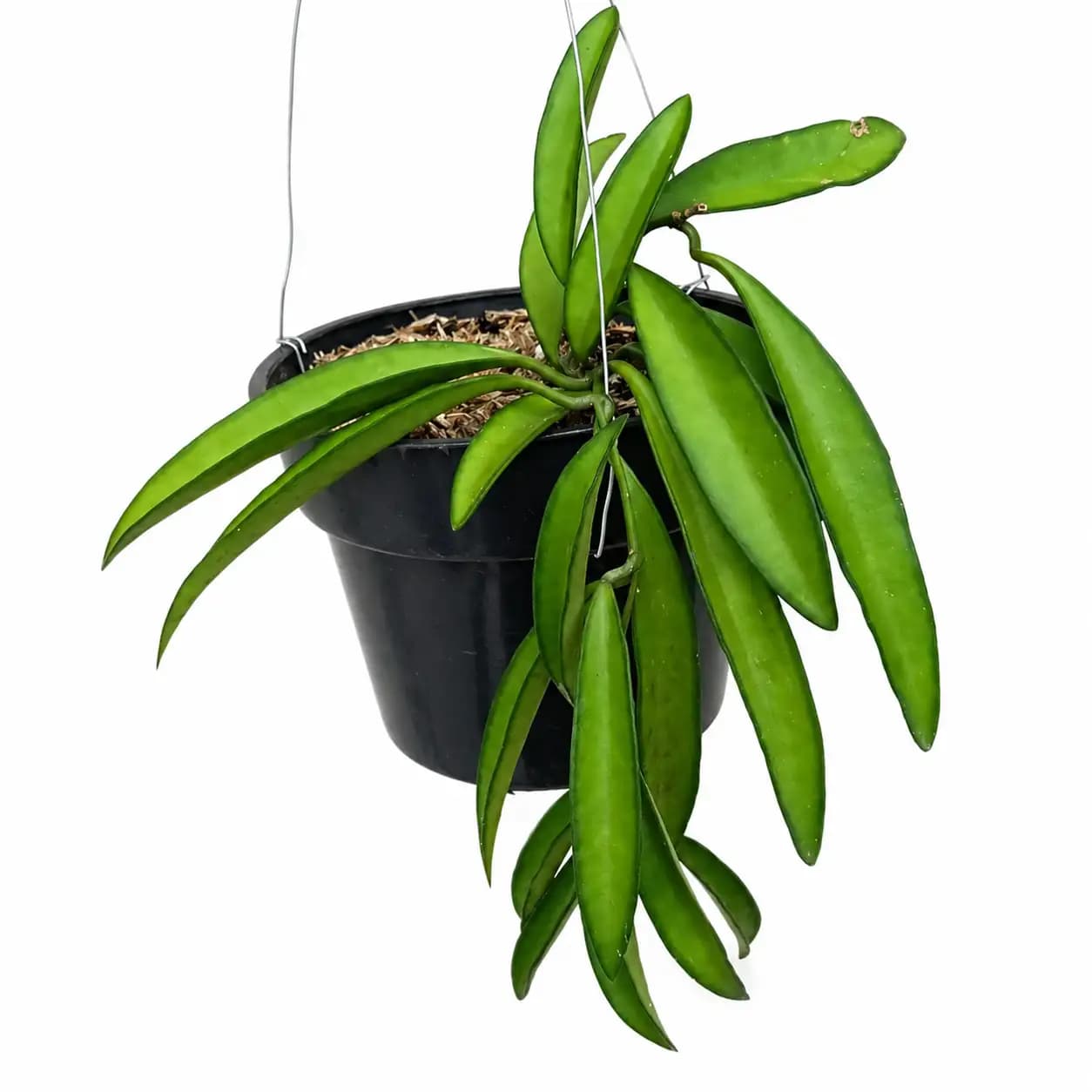 Hoya Wayetii (Green)