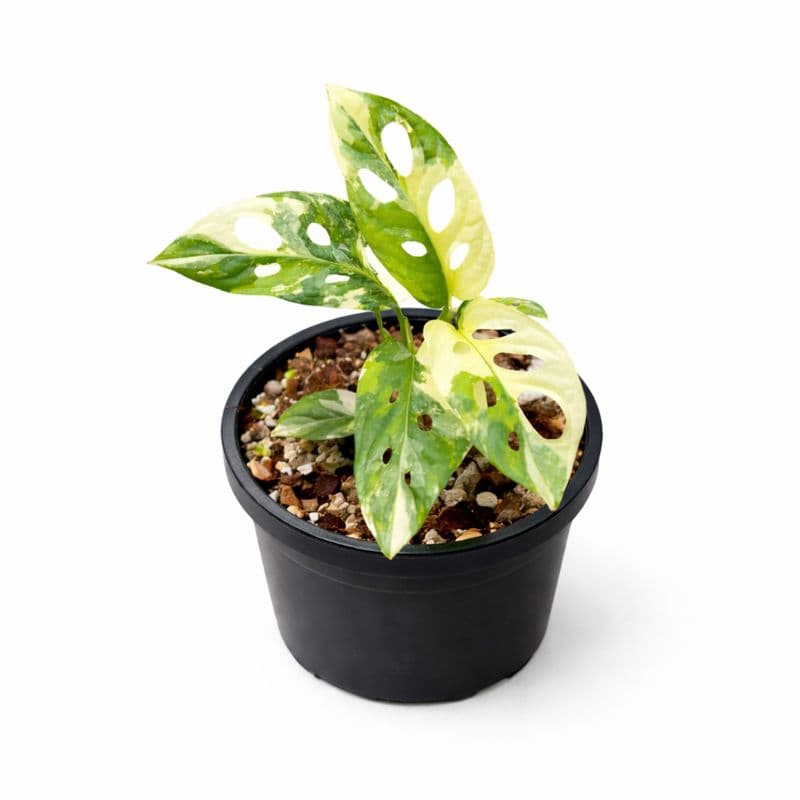 Monstera adansonii variegata