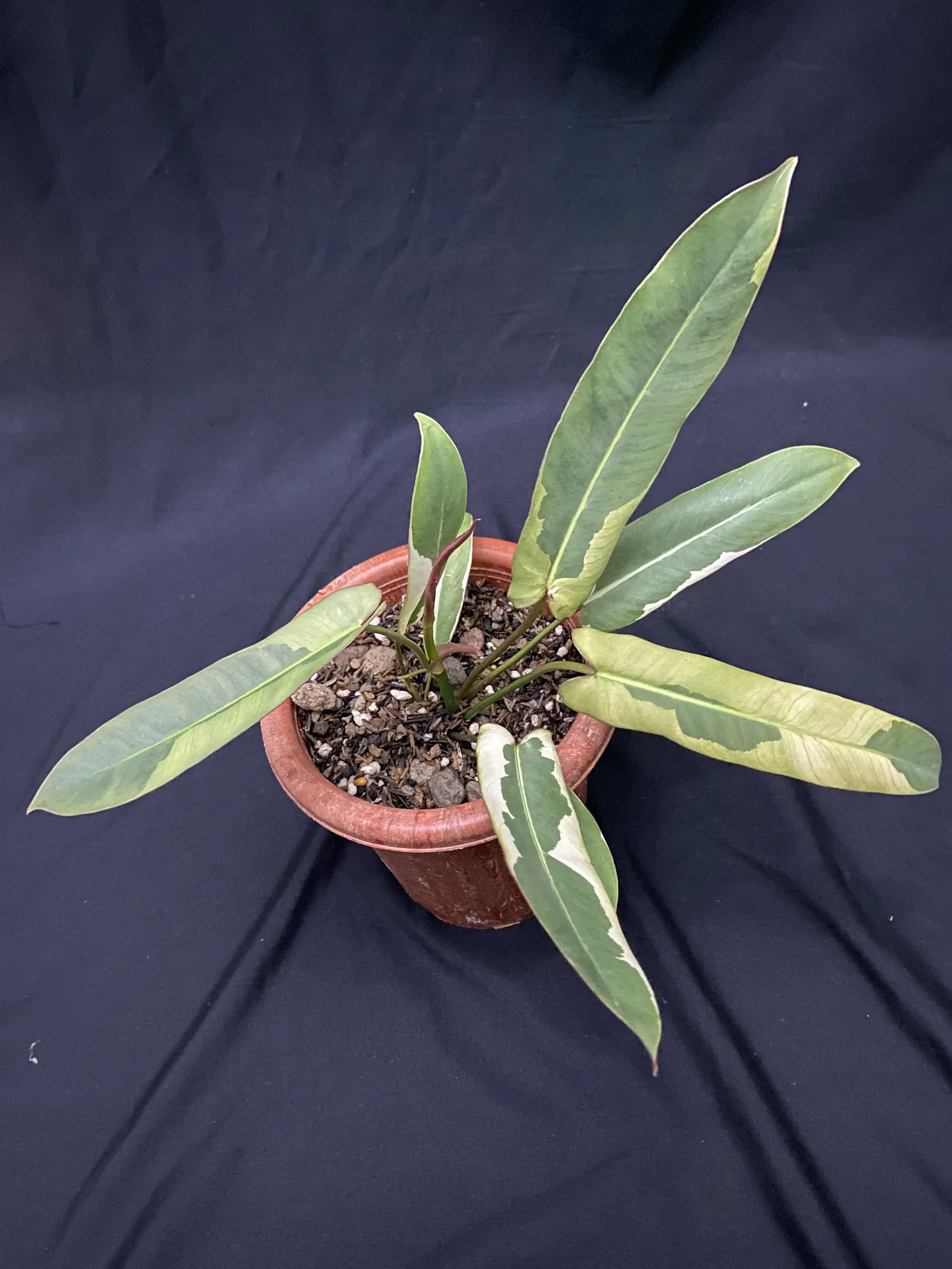 Philodendron Atabapoense Variegated thumbnail 3