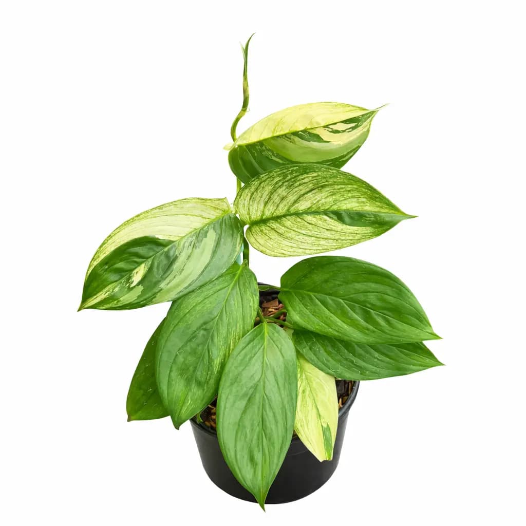 Scindapsus Perakensis Albo