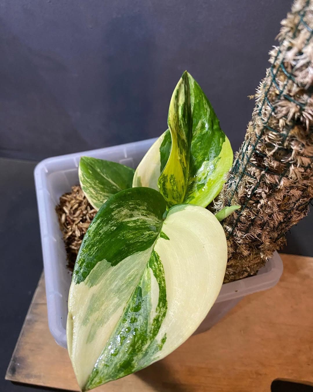 Scindapsus Treubii Aurea