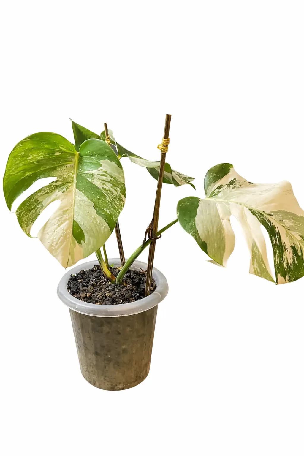 Monstera Albo Variegated