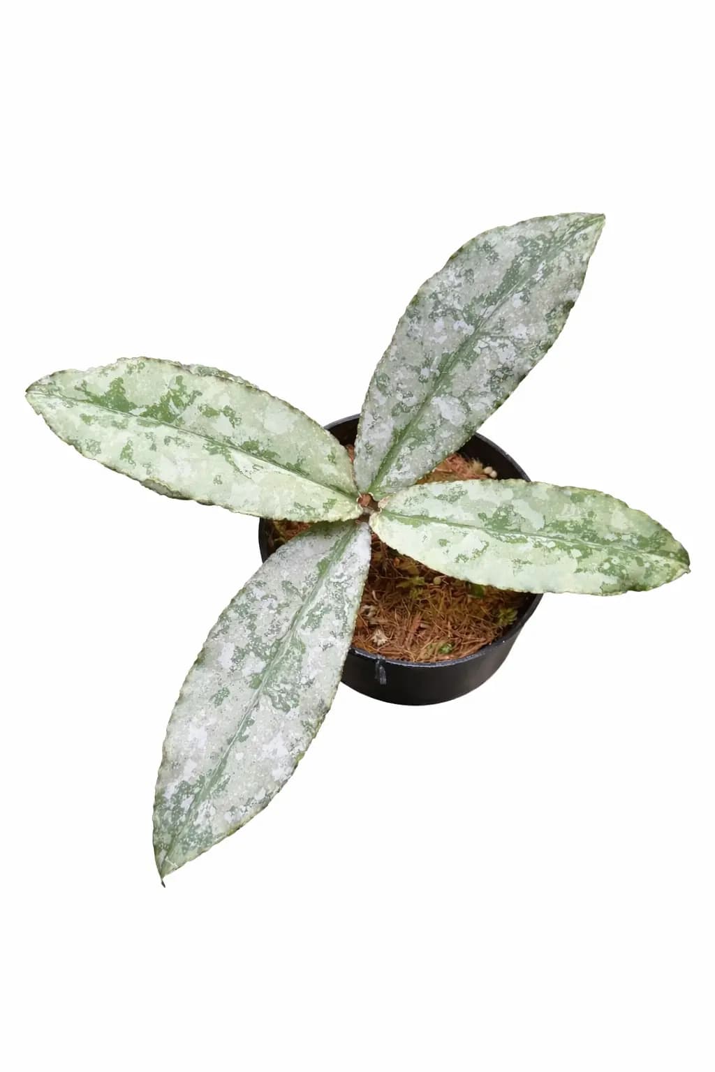 Hoya Undulata Silver