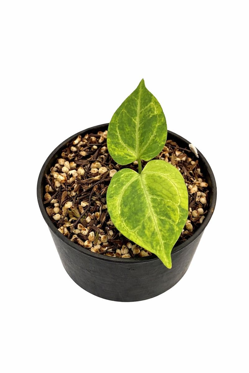 Anthurium Silver Hope Variegated x King of Spades