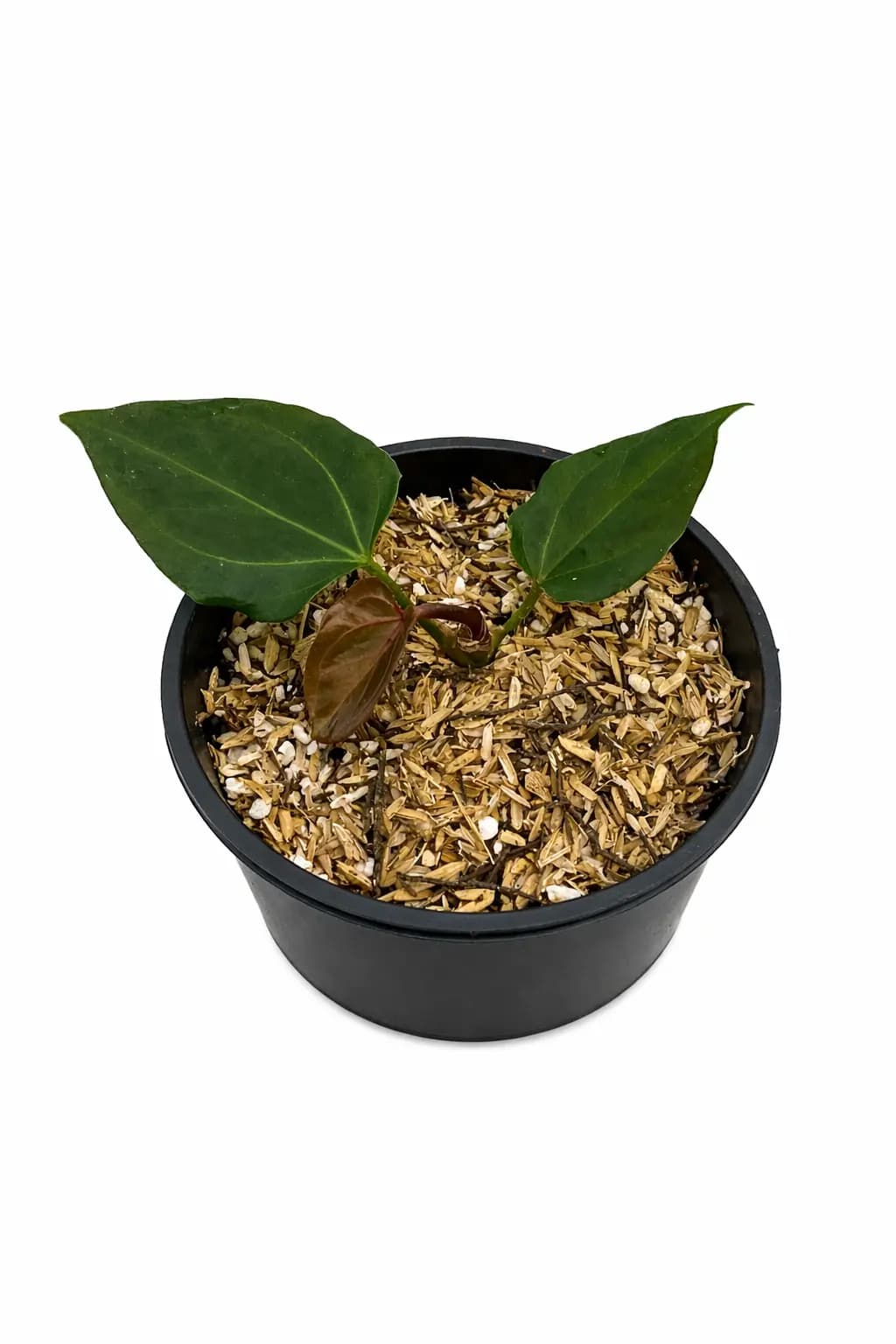 Anthurium king of spades butterfly (from seed)