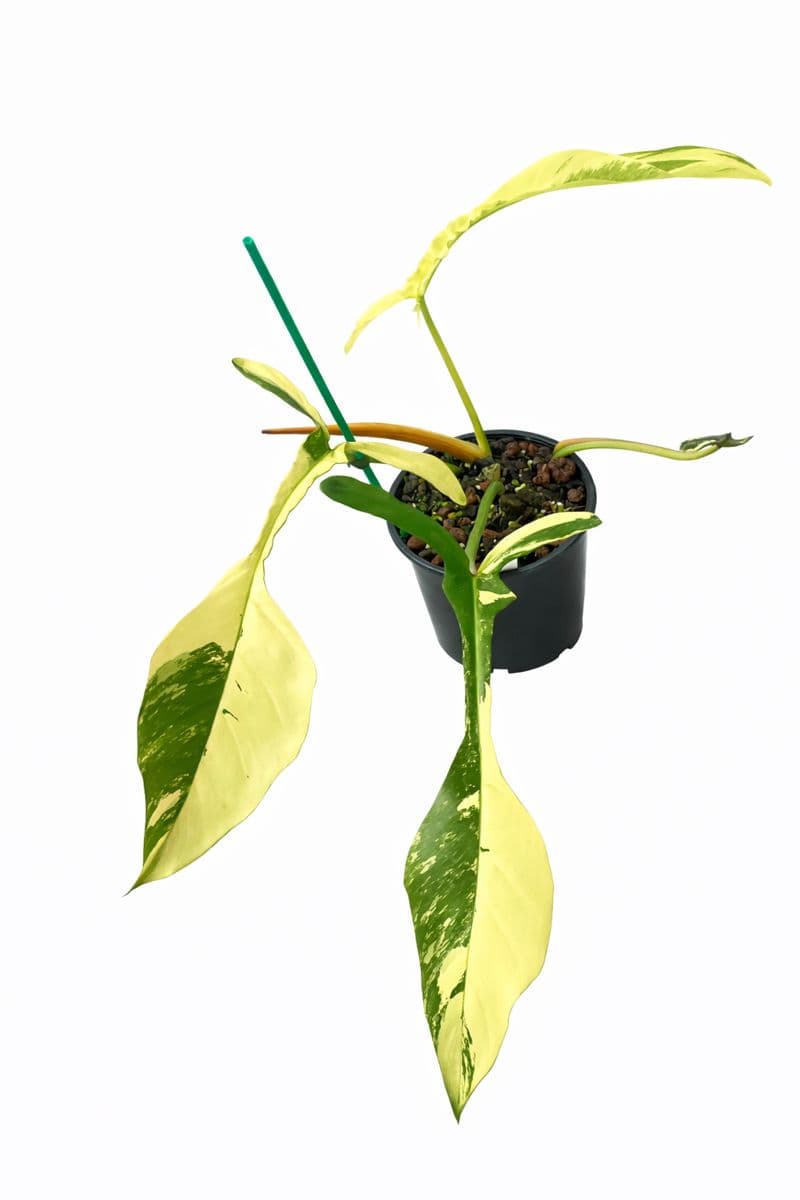Philodendron Joepii Variegated