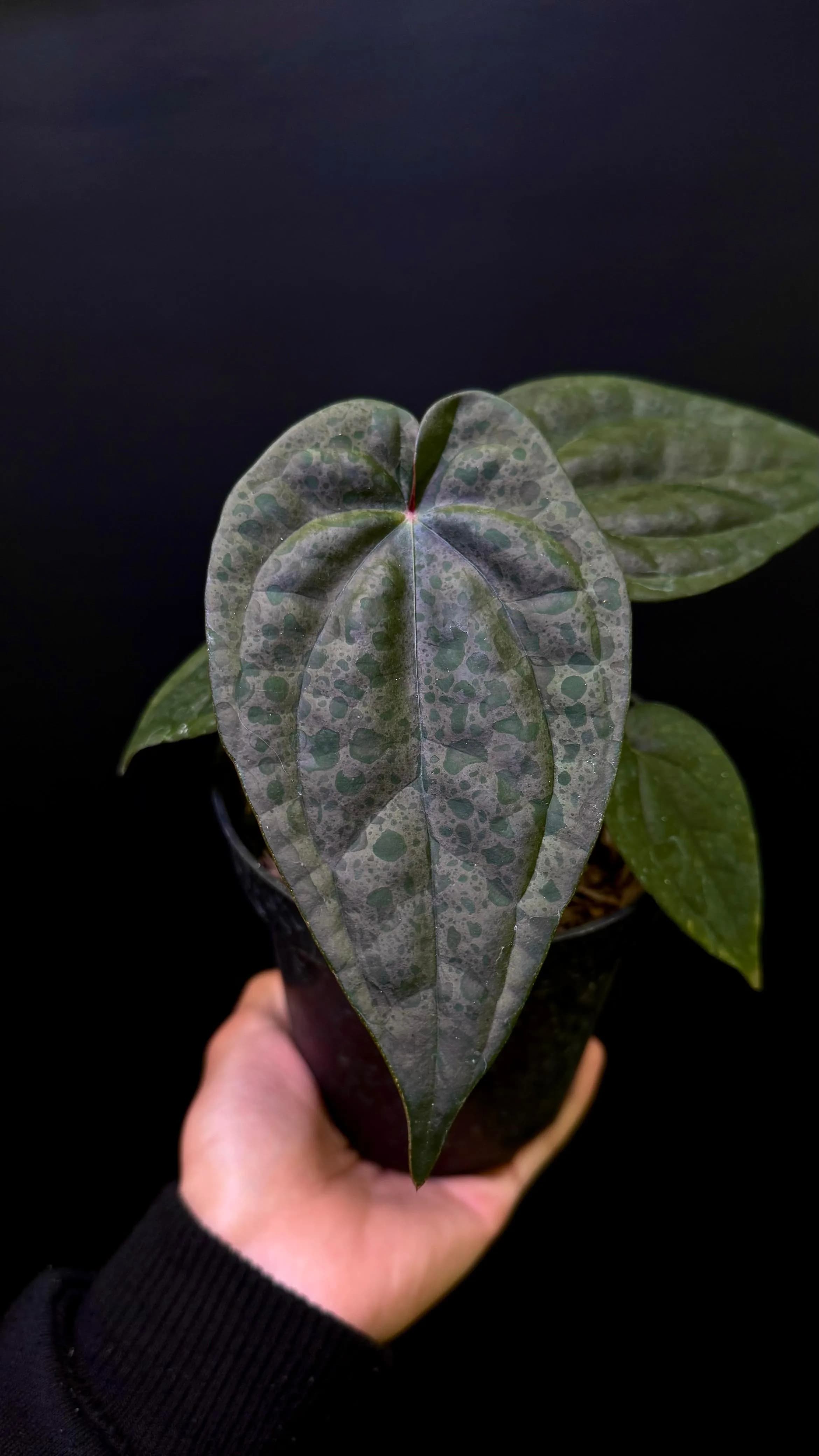 Anthurium Zara Michelle x Luxurians