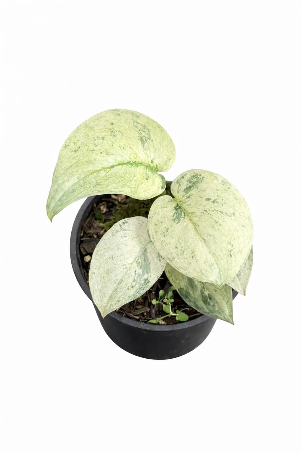 Scindapsus Silver Halimoon