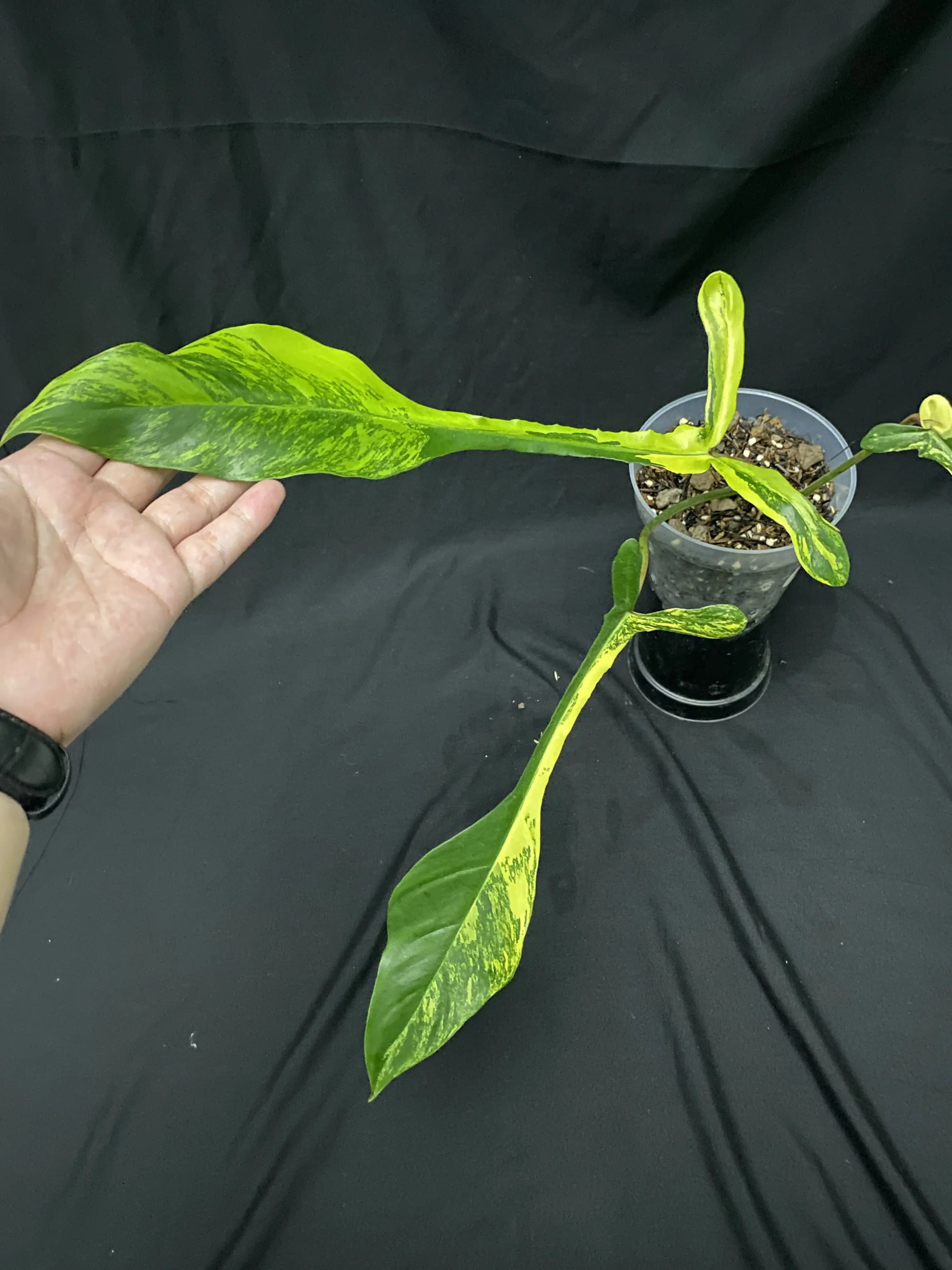 Philodendron Joepii Variegated thumbnail 2