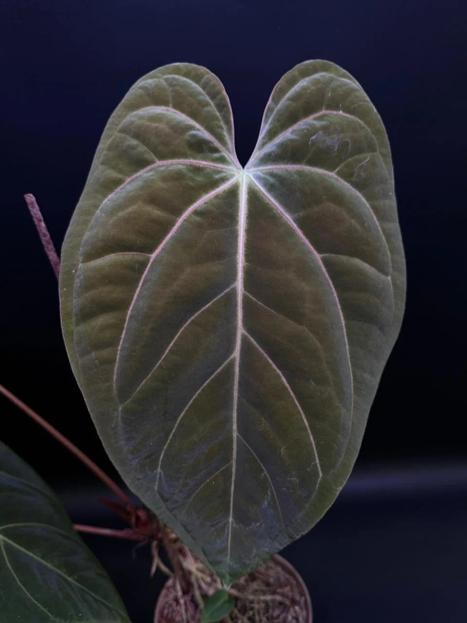 Anthurium Papillilaminum Legend x Goliath