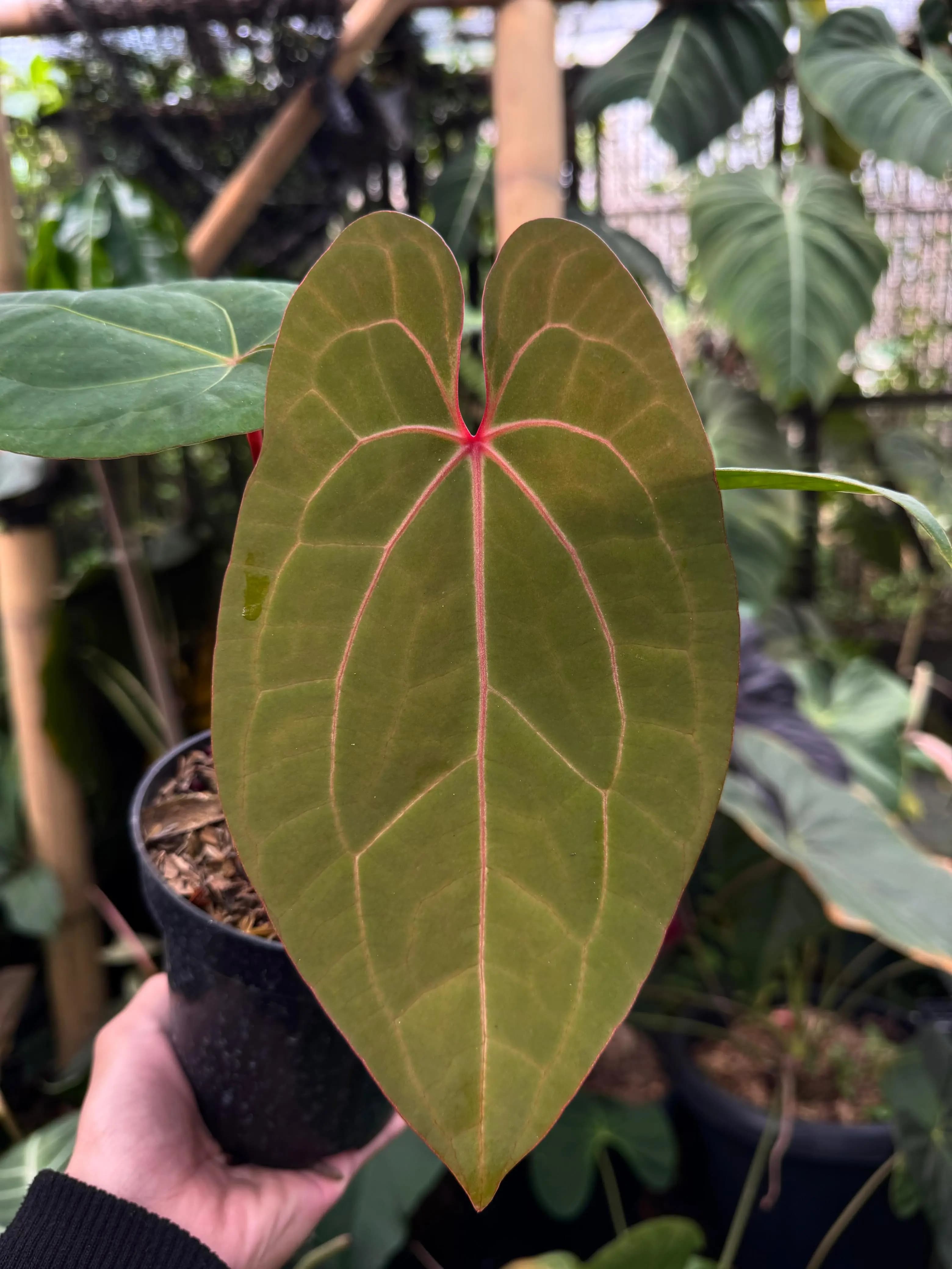 Anthurium Red Queen x Michelle
