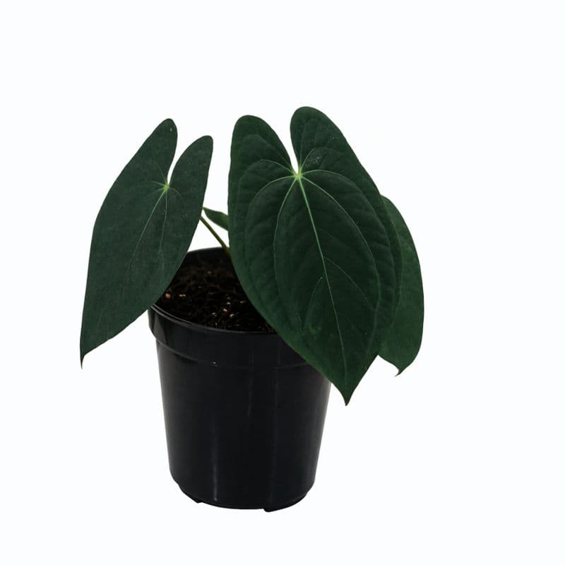 Anthurium Dark Phoenix