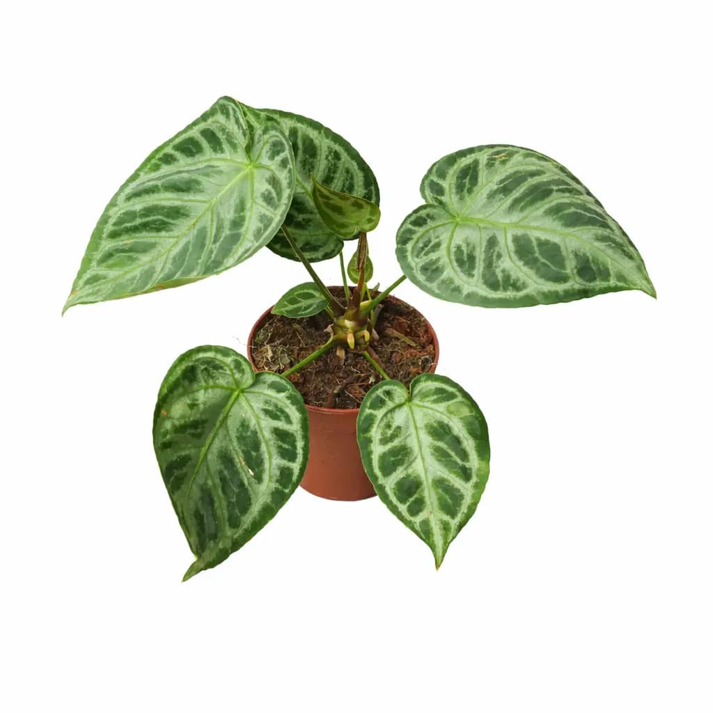 Anthurium Silver Blush