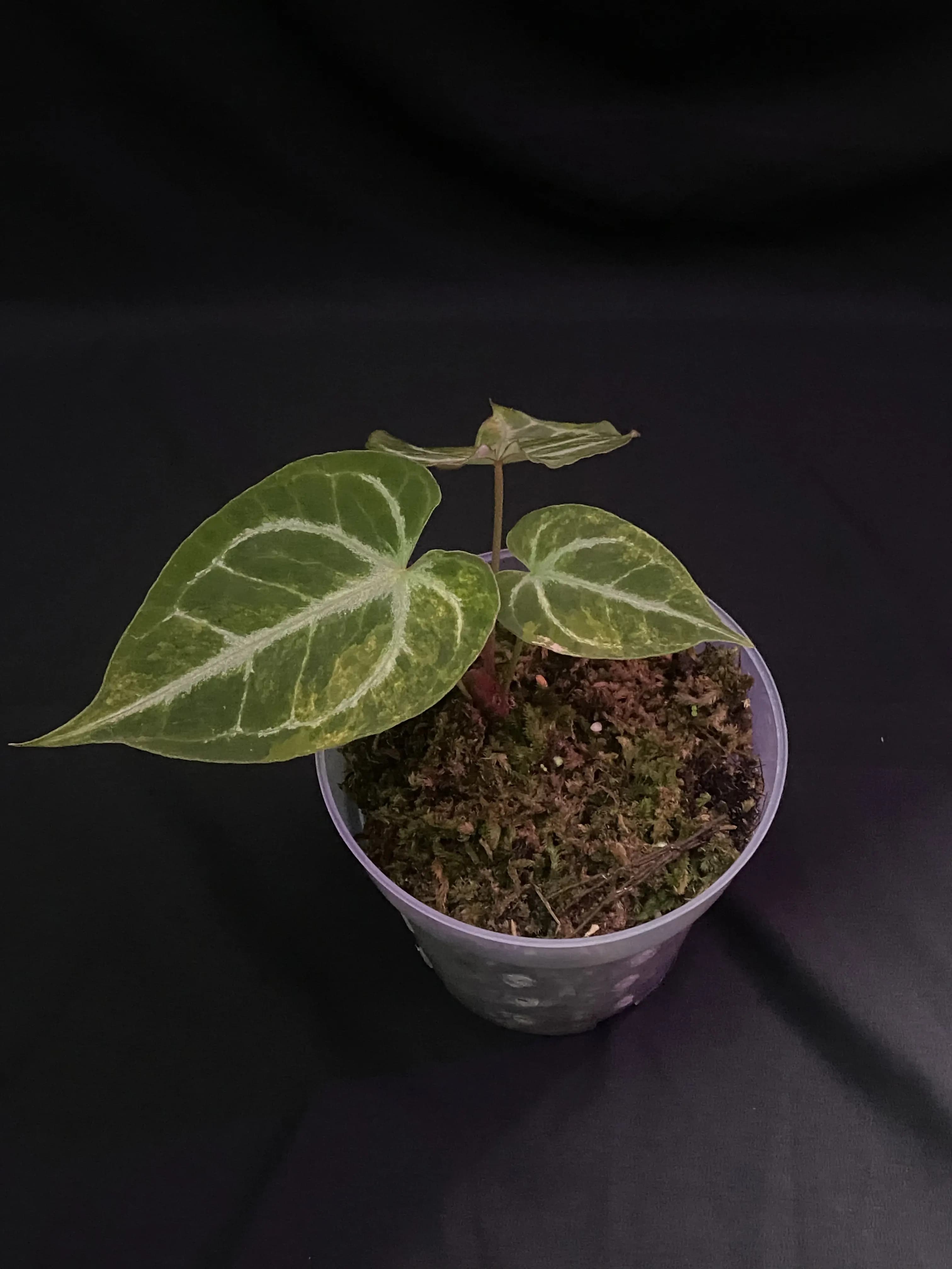 Anthurium Hellboy Variegated thumbnail 4