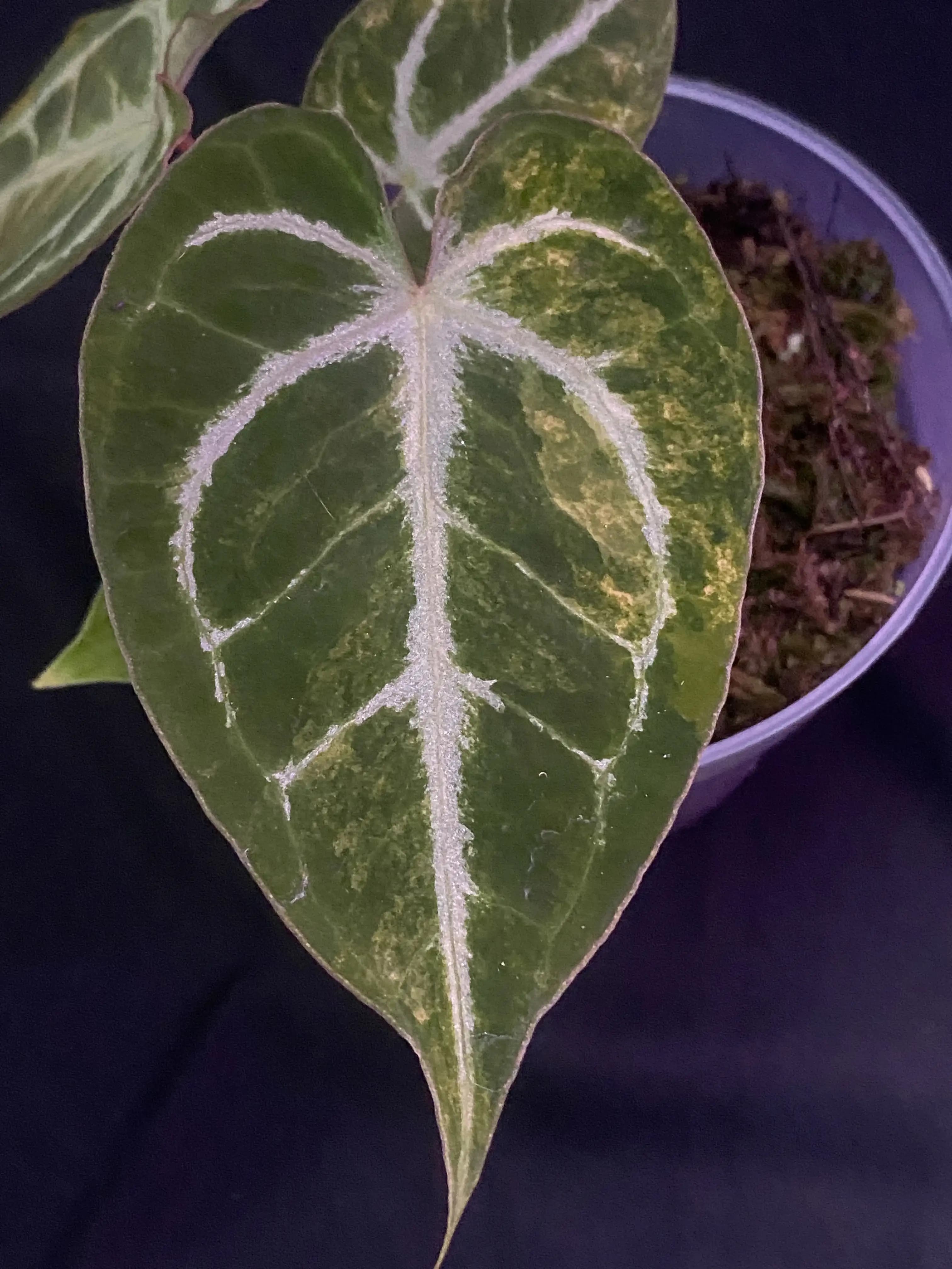 Anthurium Hellboy Variegated thumbnail 3