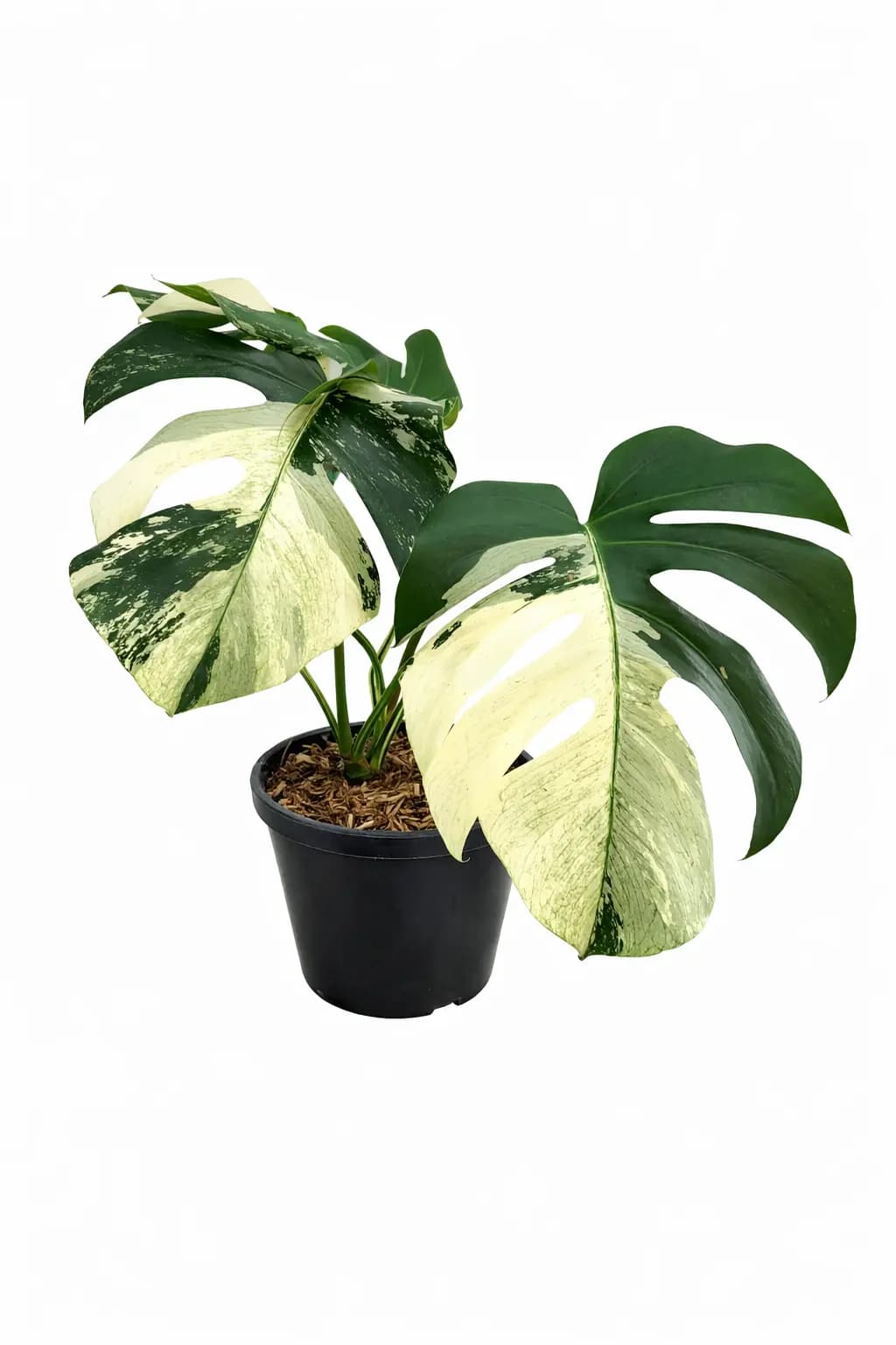 Monstera Mint Variegated