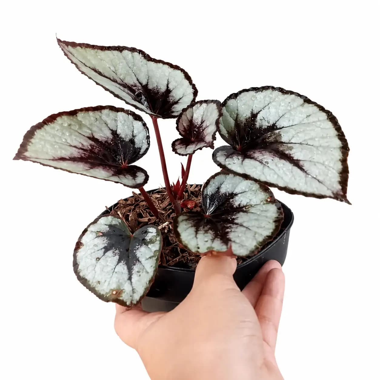 Begonia rex silver