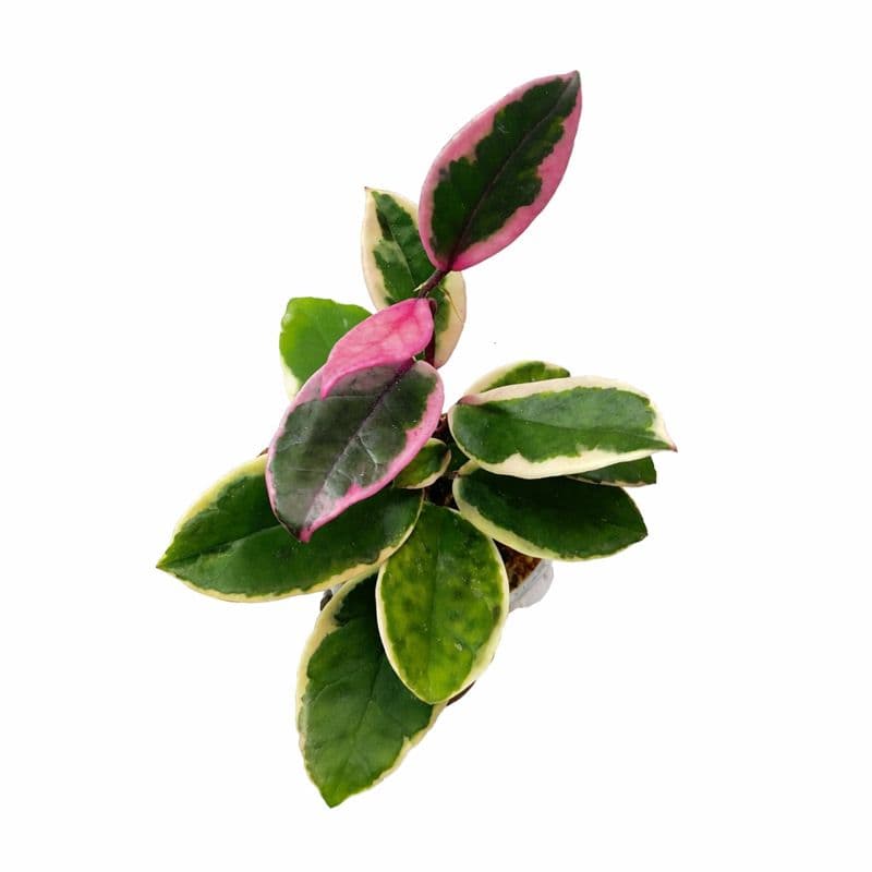 Hoya Carnosa Purple Pride