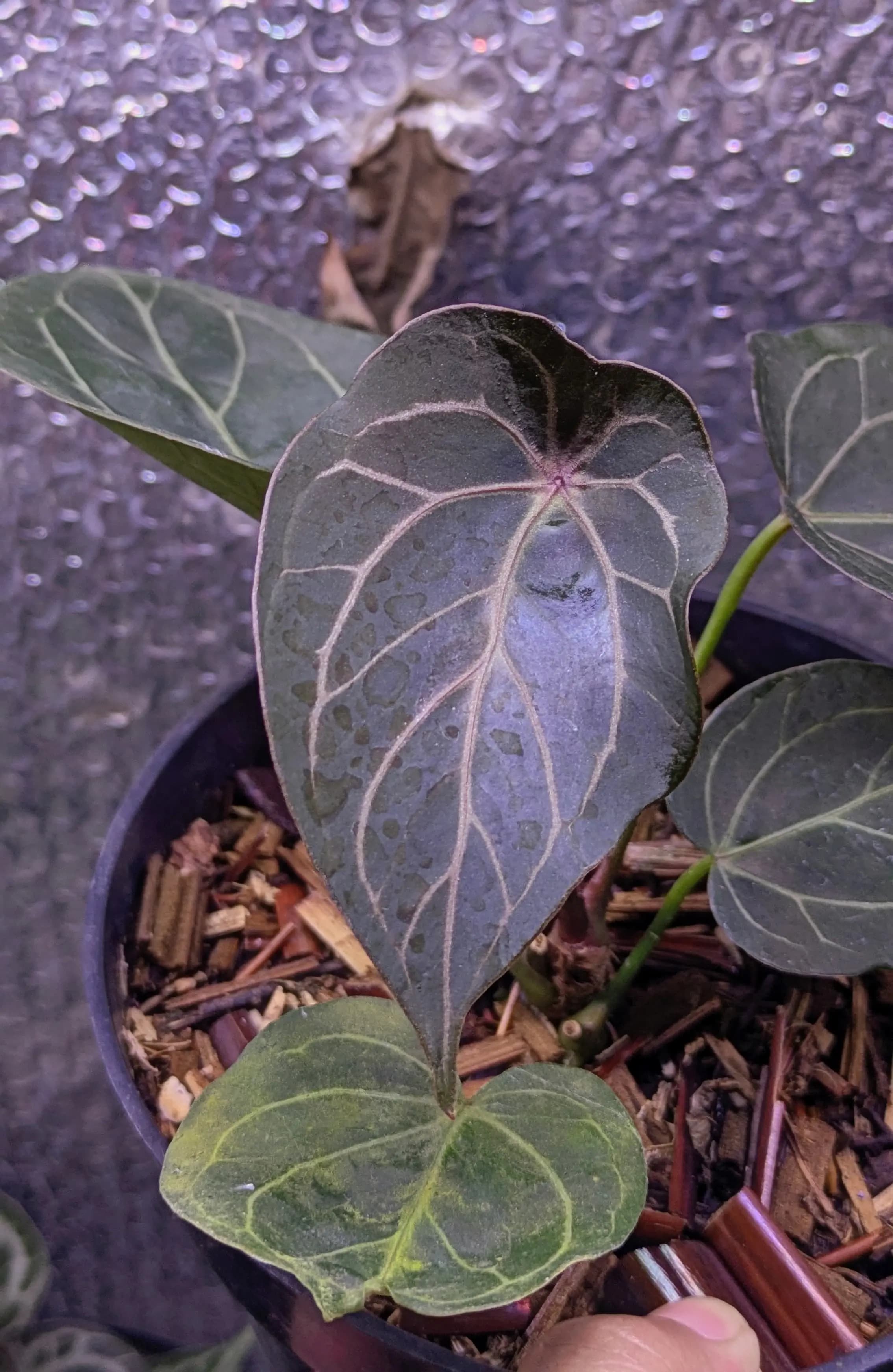 Anthurium king of spades x red spider thumbnail 2