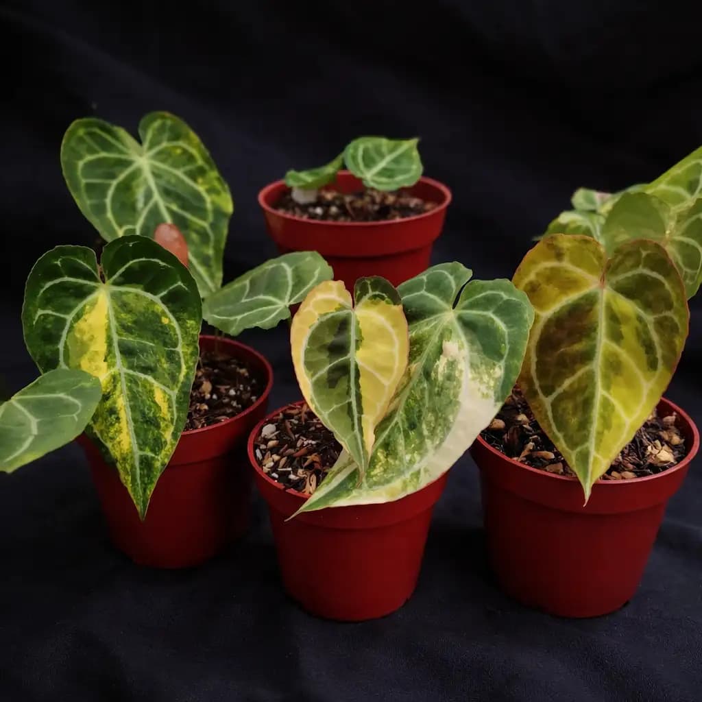 Anthurium Crystallinum Variegated
