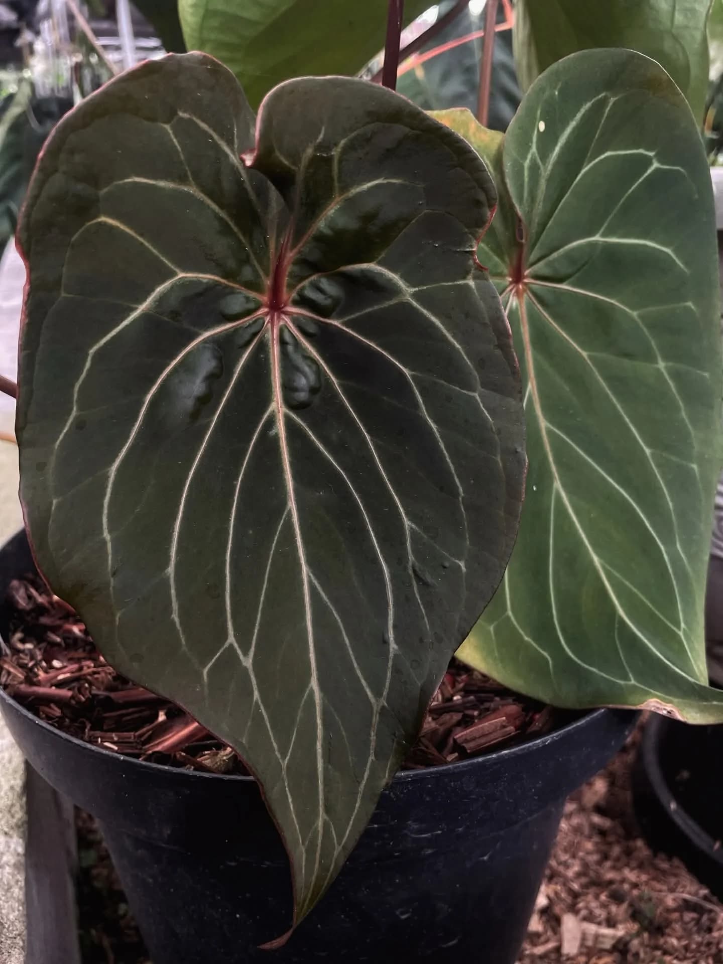 Anthurium king of spades x red spider