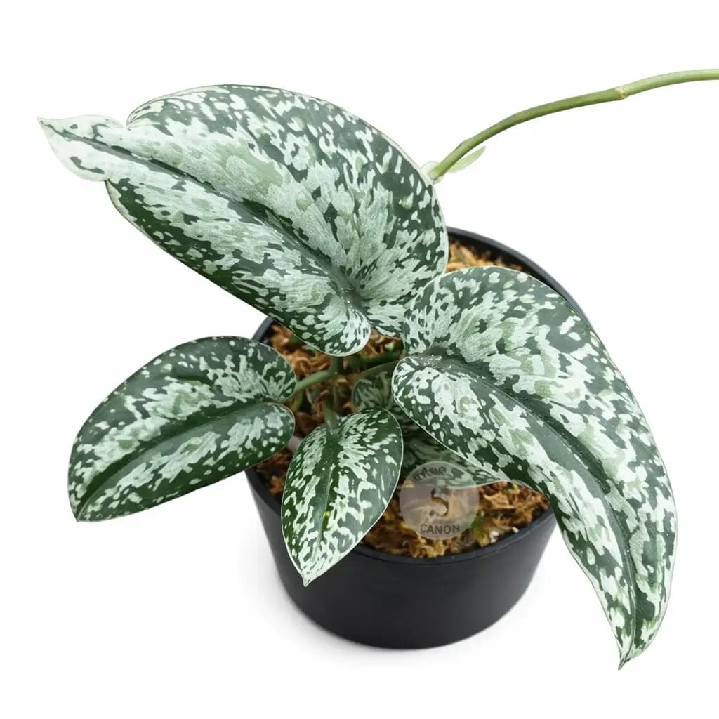 Scindapsus Tricolor Silver Platinum