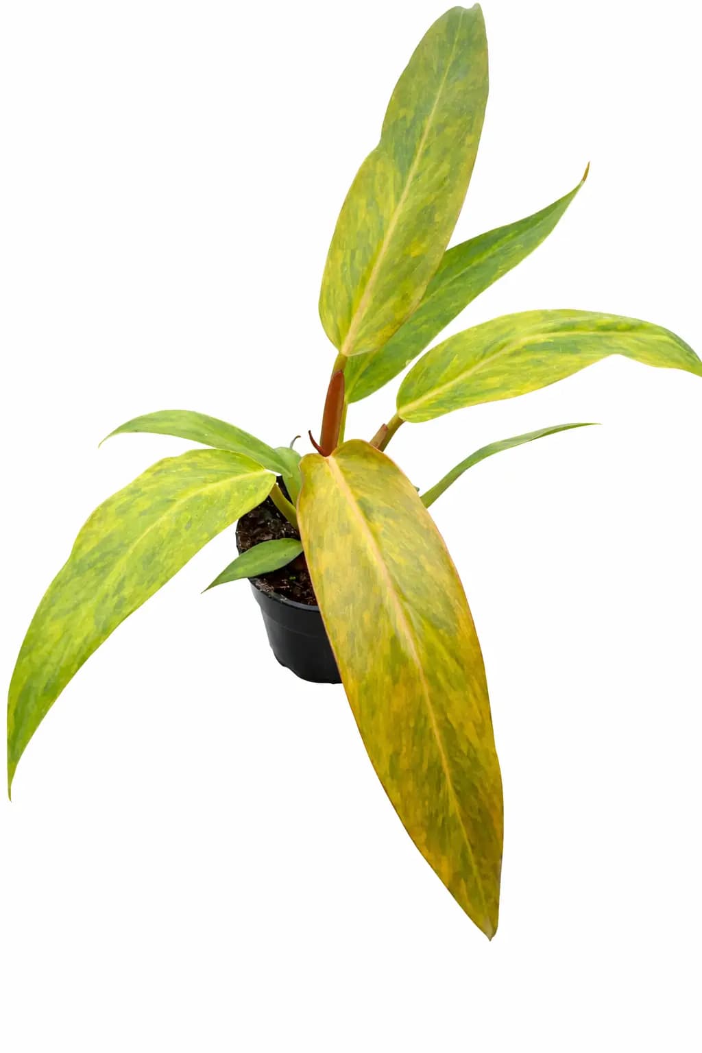 Philodendron Orange Marmalade