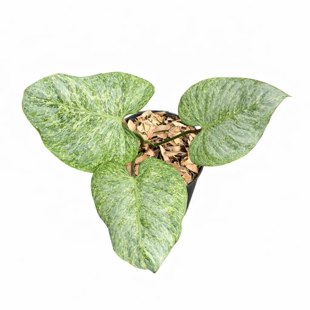 Philodendron Sodiroi Variegated