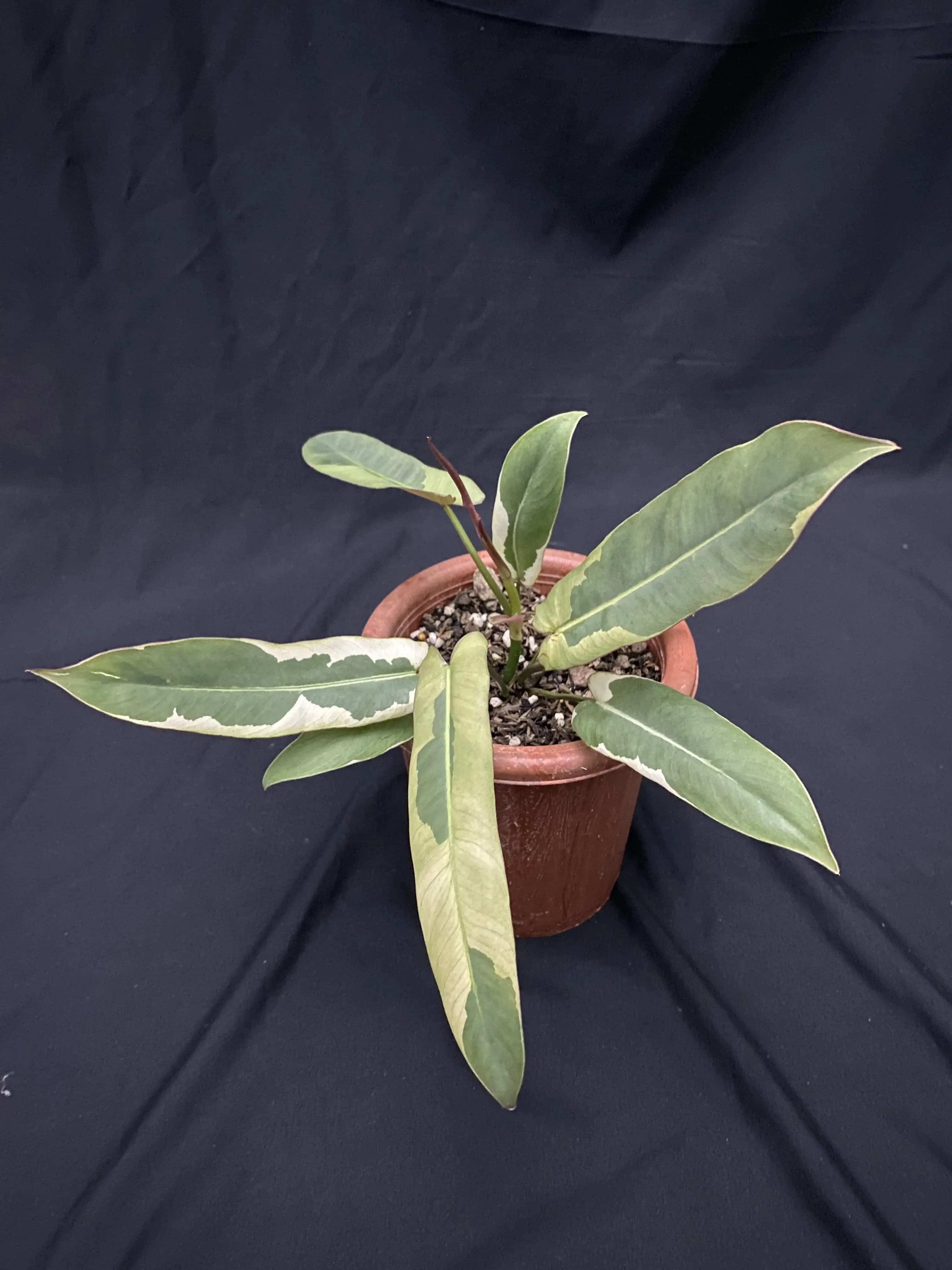 Philodendron Atabapoense Variegated