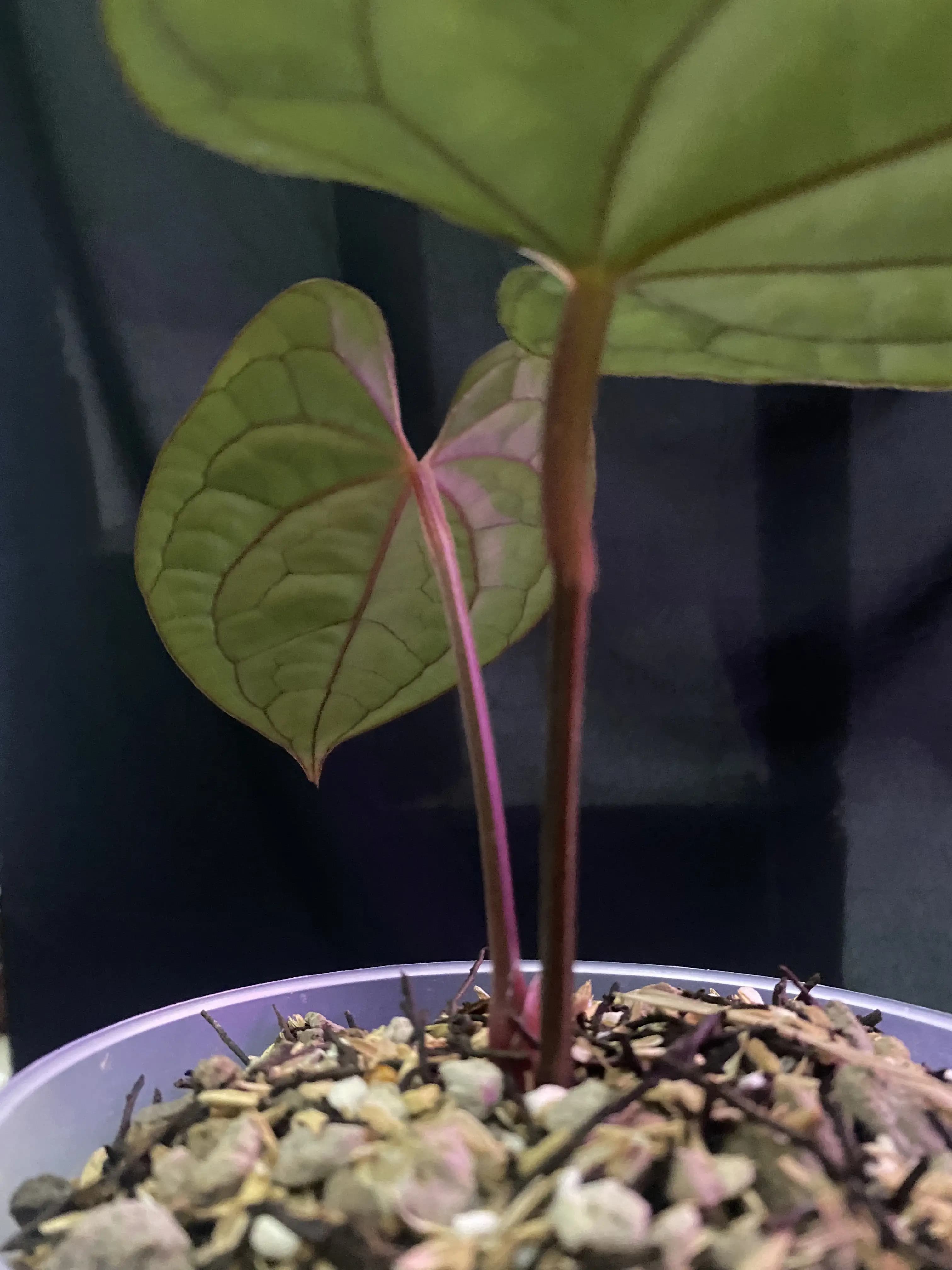 Anthurium red vein dark phoenix x luxurians thumbnail 2