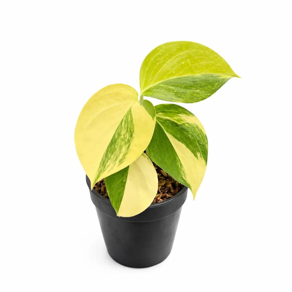 Scindapsus Blue Aurea