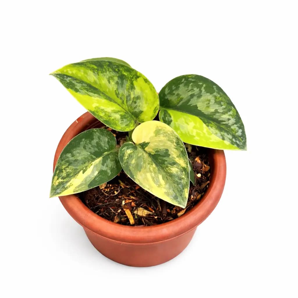 Scindapsus Green Diamond