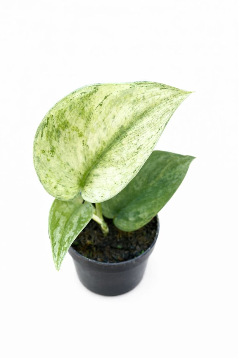 Scindapsus exotica hologram